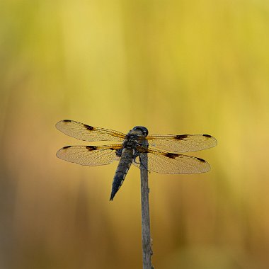 IMG_0100