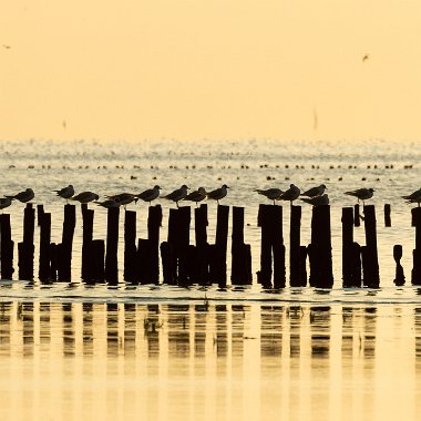 CHO_Lowlands_2022-1855