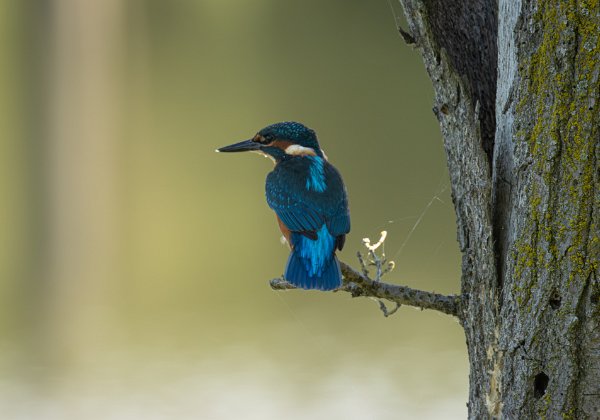 Birds Paradise
